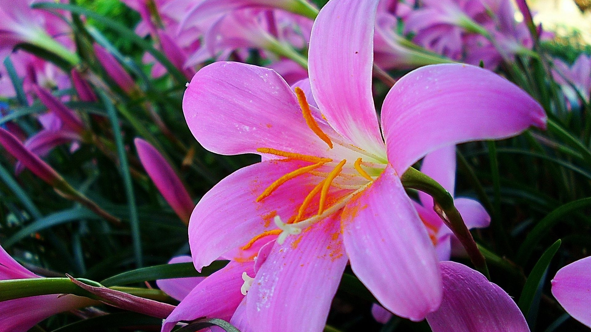 Pink and White Flower in Macro Shot. Wallpaper in 1920x1080 Resolution