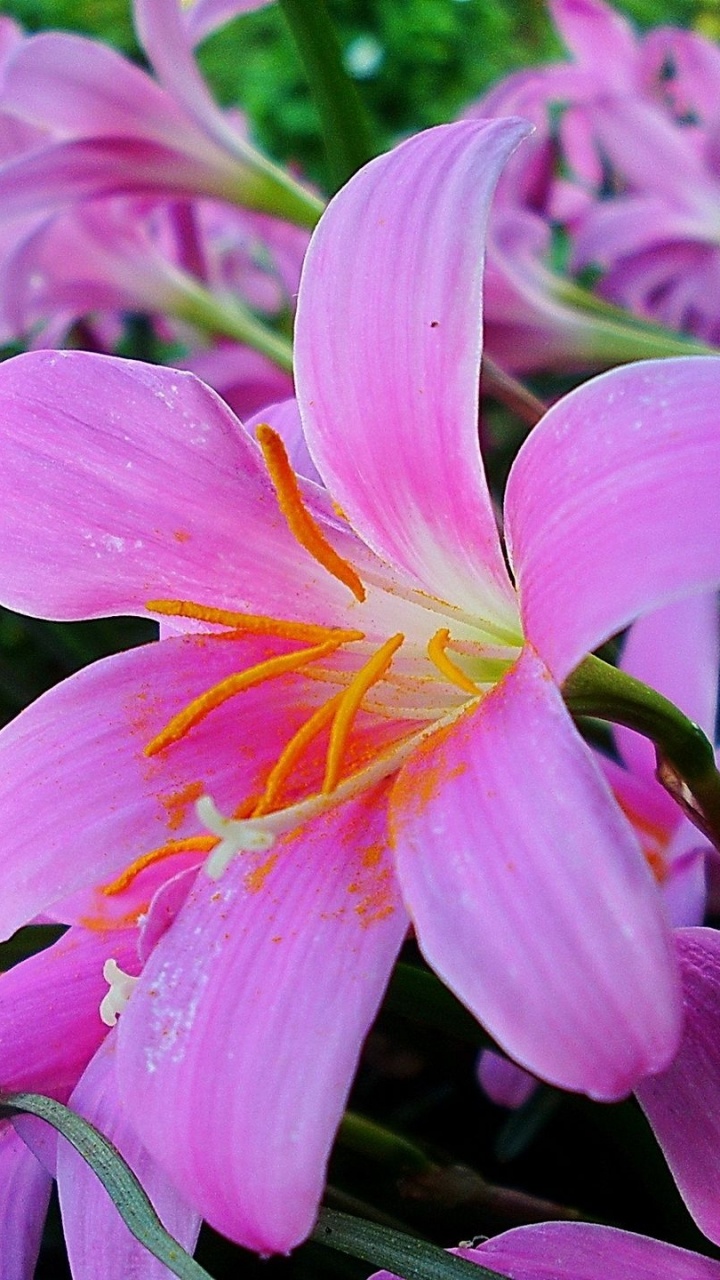 Pink and White Flower in Macro Shot. Wallpaper in 720x1280 Resolution
