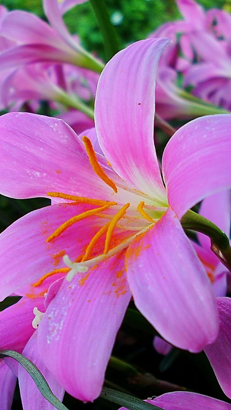 Pink and White Flower in Macro Shot. Wallpaper in 750x1334 Resolution