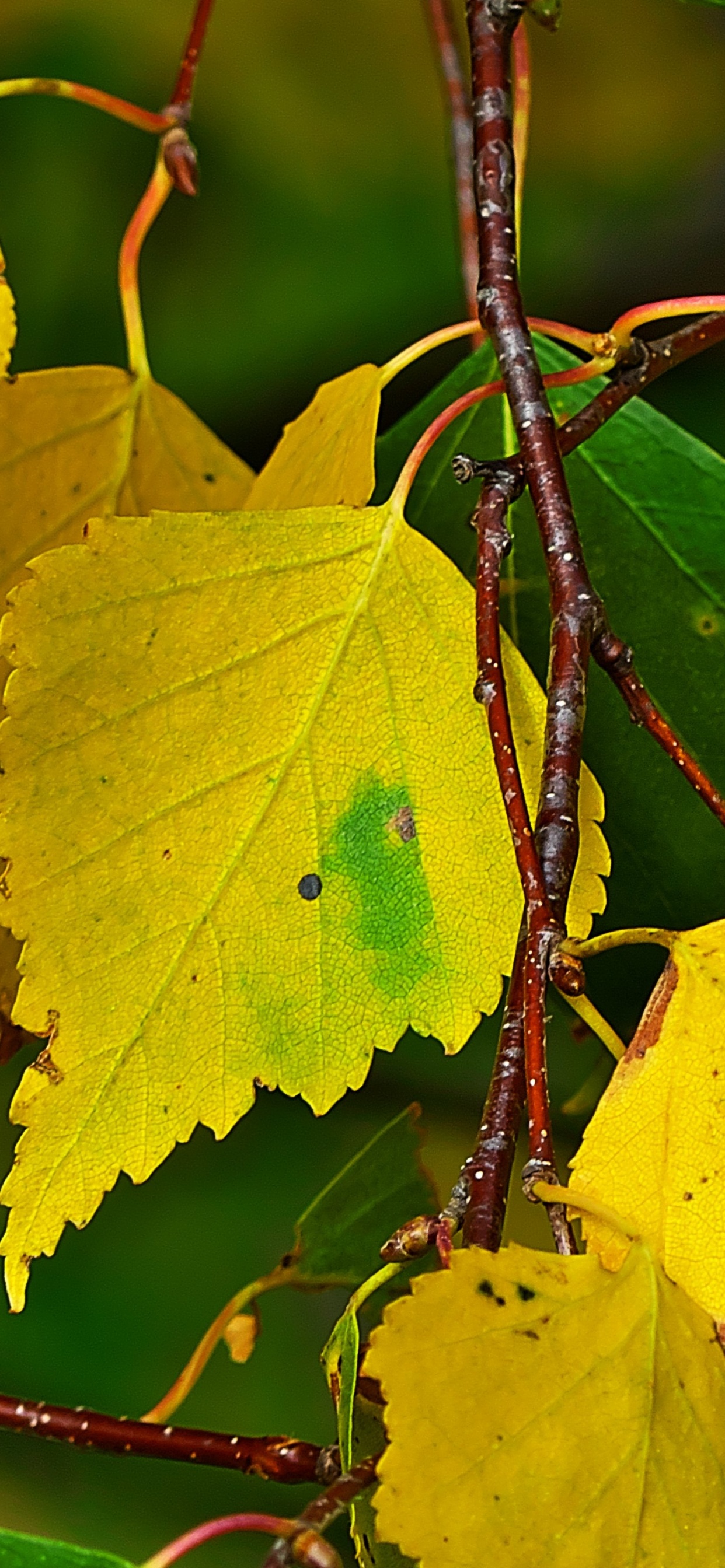Yellow Leaves on Brown Stem. Wallpaper in 1242x2688 Resolution
