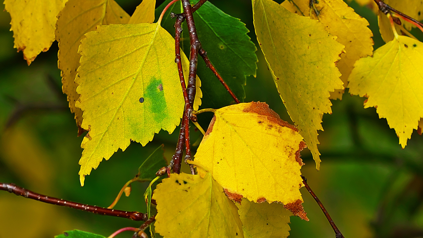 Yellow Leaves on Brown Stem. Wallpaper in 1366x768 Resolution