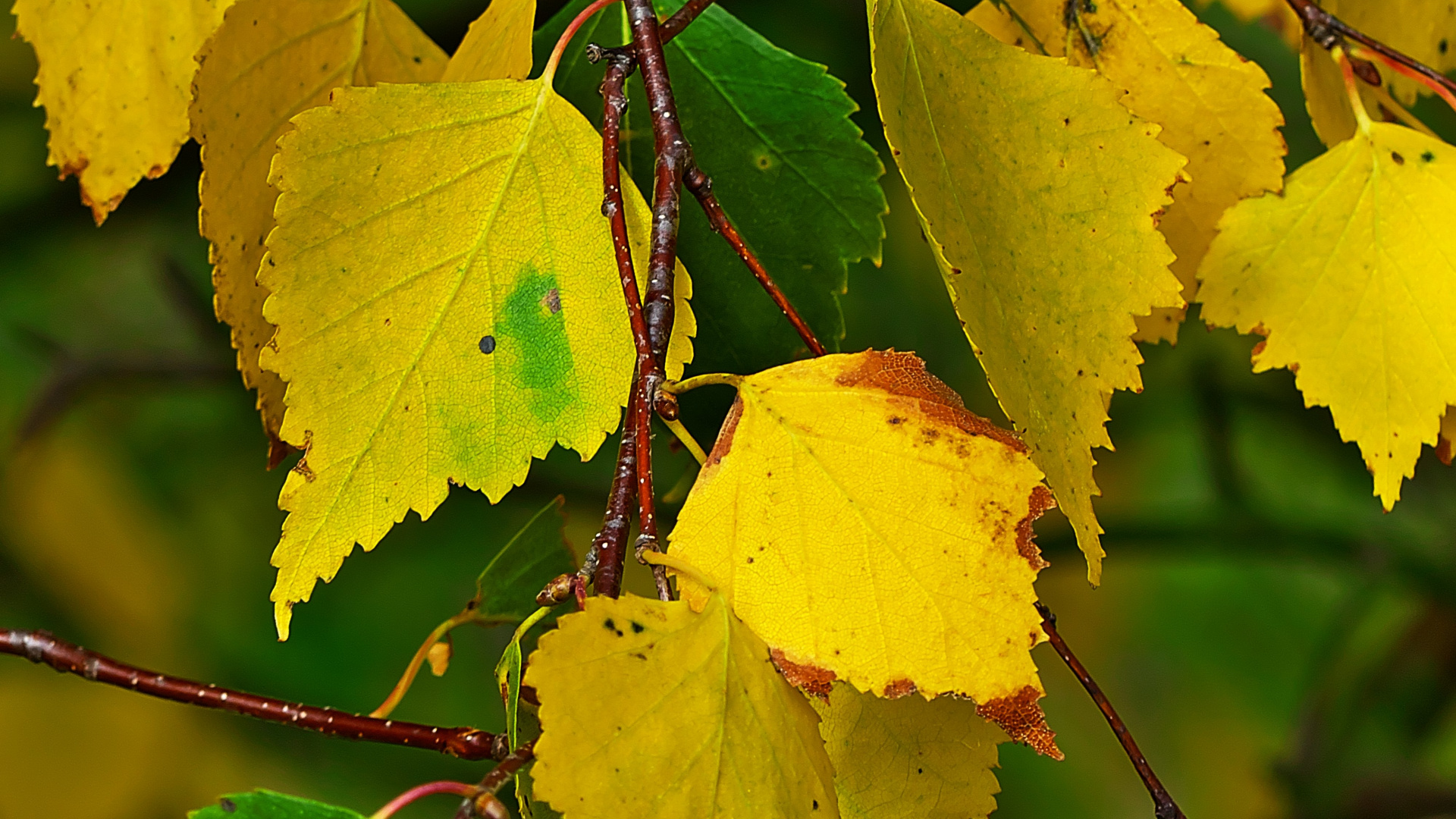 Feuilles Jaunes Sur Tige Brune. Wallpaper in 1920x1080 Resolution
