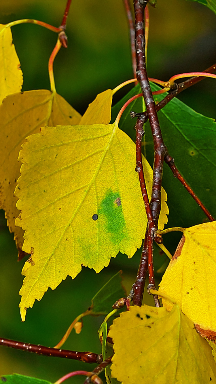 Feuilles Jaunes Sur Tige Brune. Wallpaper in 750x1334 Resolution