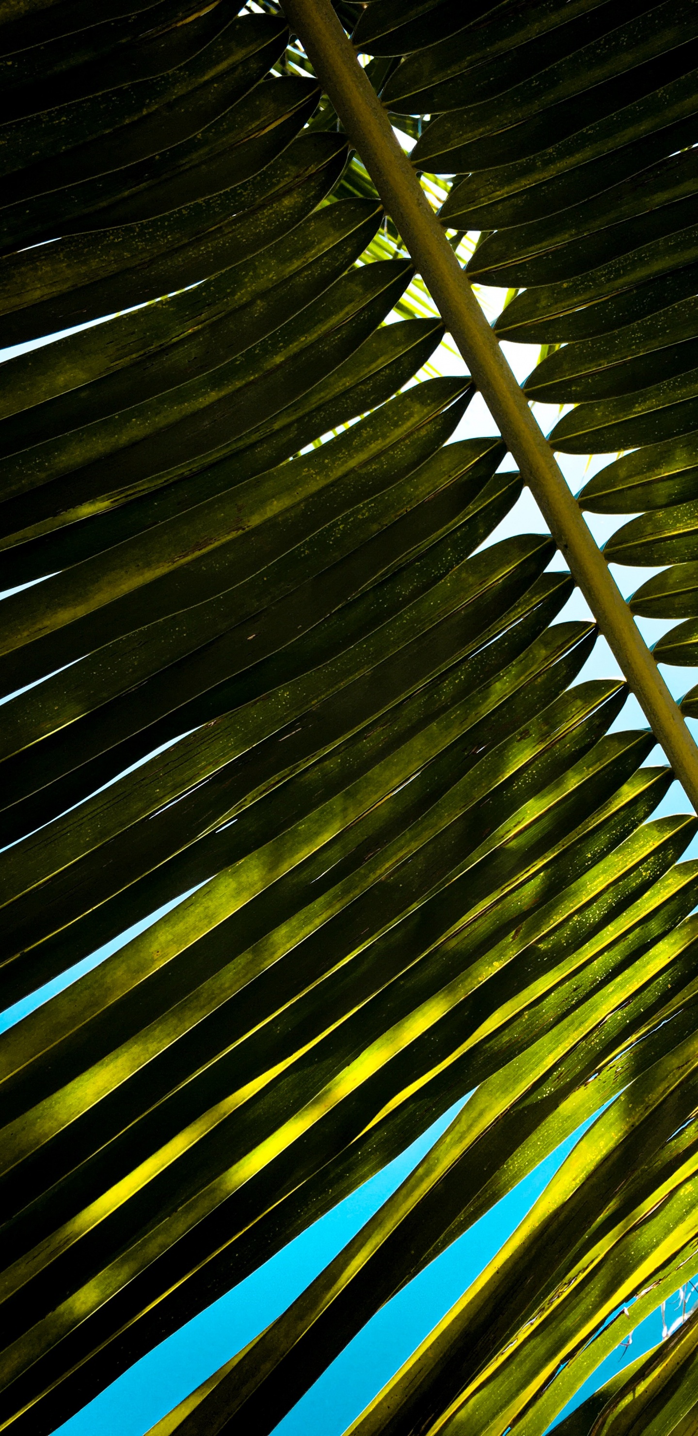 Arecales, 陆地上的植物, 光, 植被, 天空 壁纸 1440x2960 允许