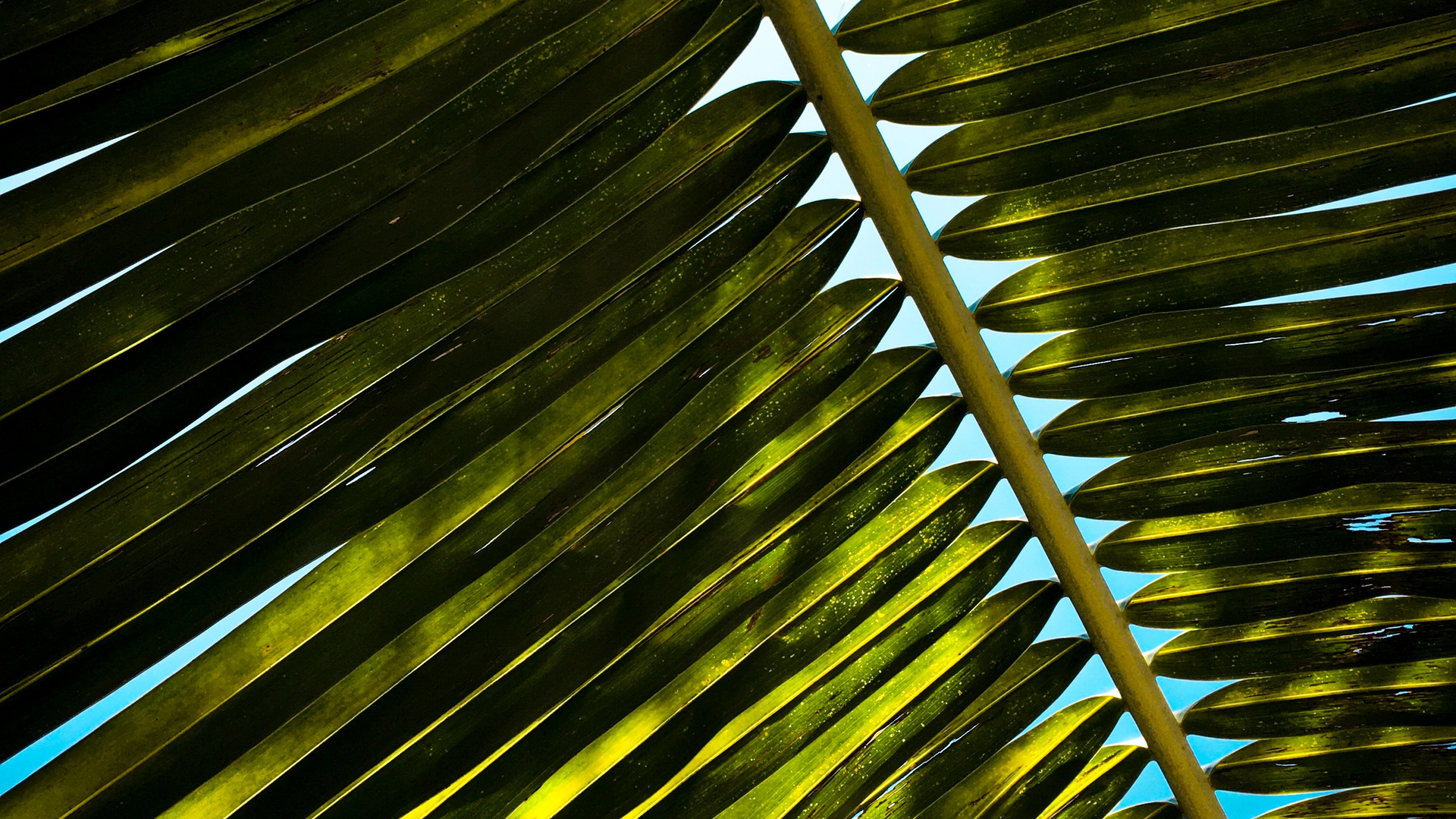 Grüne Und Gelbe Blattpflanze. Wallpaper in 2560x1440 Resolution