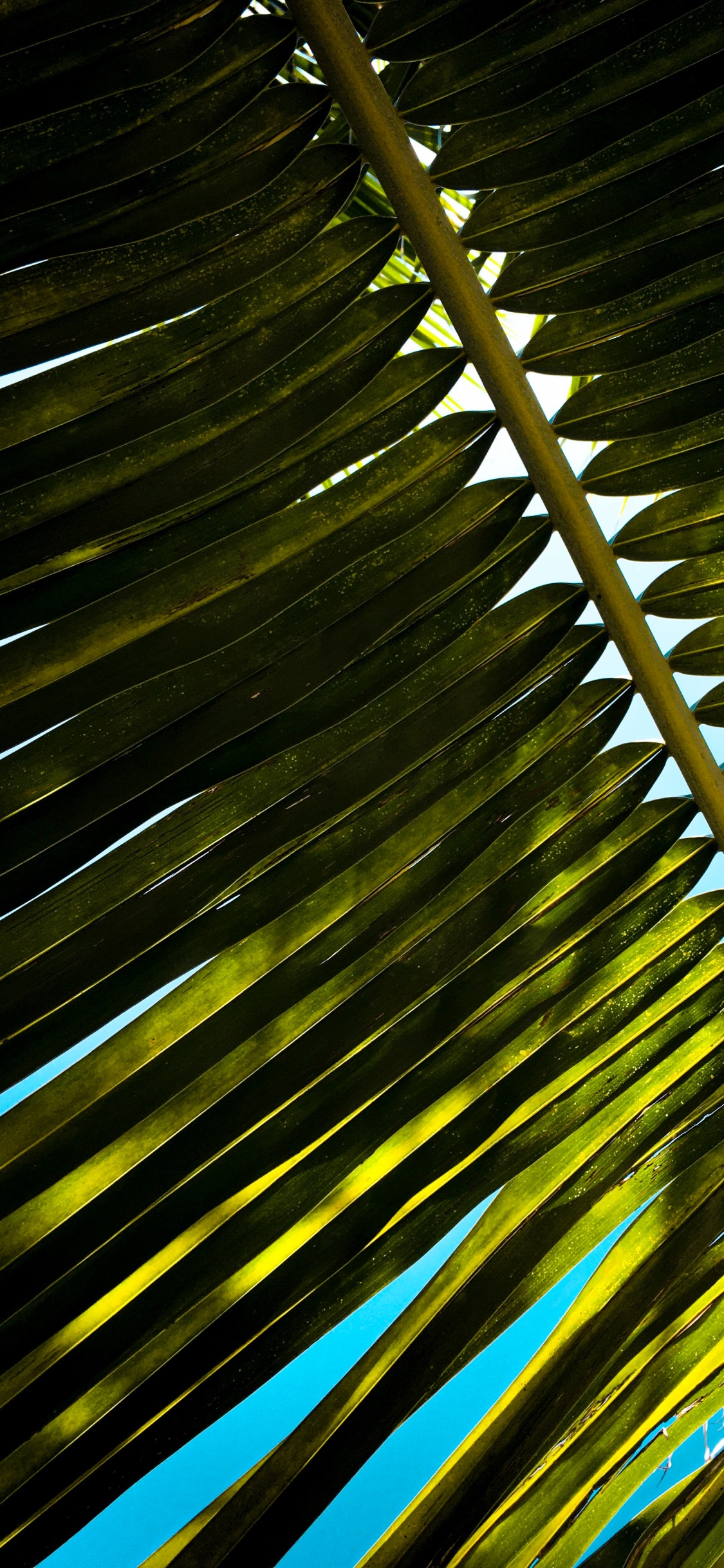 Planta de Hoja Verde y Amarilla. Wallpaper in 1125x2436 Resolution