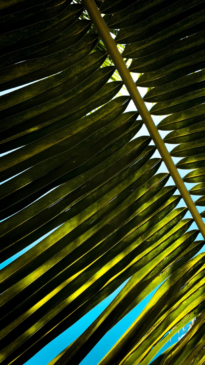 Planta de Hoja Verde y Amarilla. Wallpaper in 720x1280 Resolution