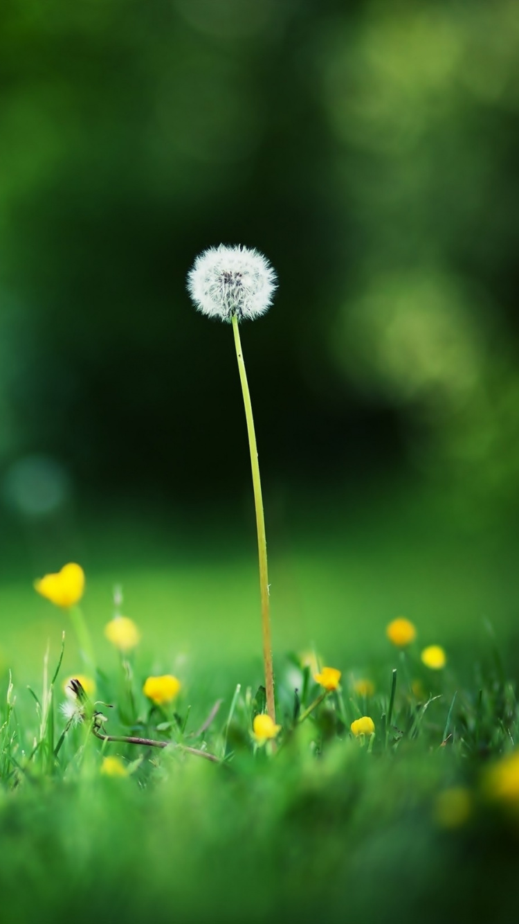 White Dandelion in Green Grass Field. Wallpaper in 750x1334 Resolution