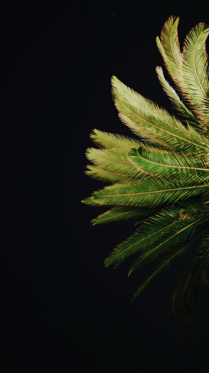 牙科, 落叶松, 陆地上的植物, 树枝, Evergreen 壁纸 720x1280 允许