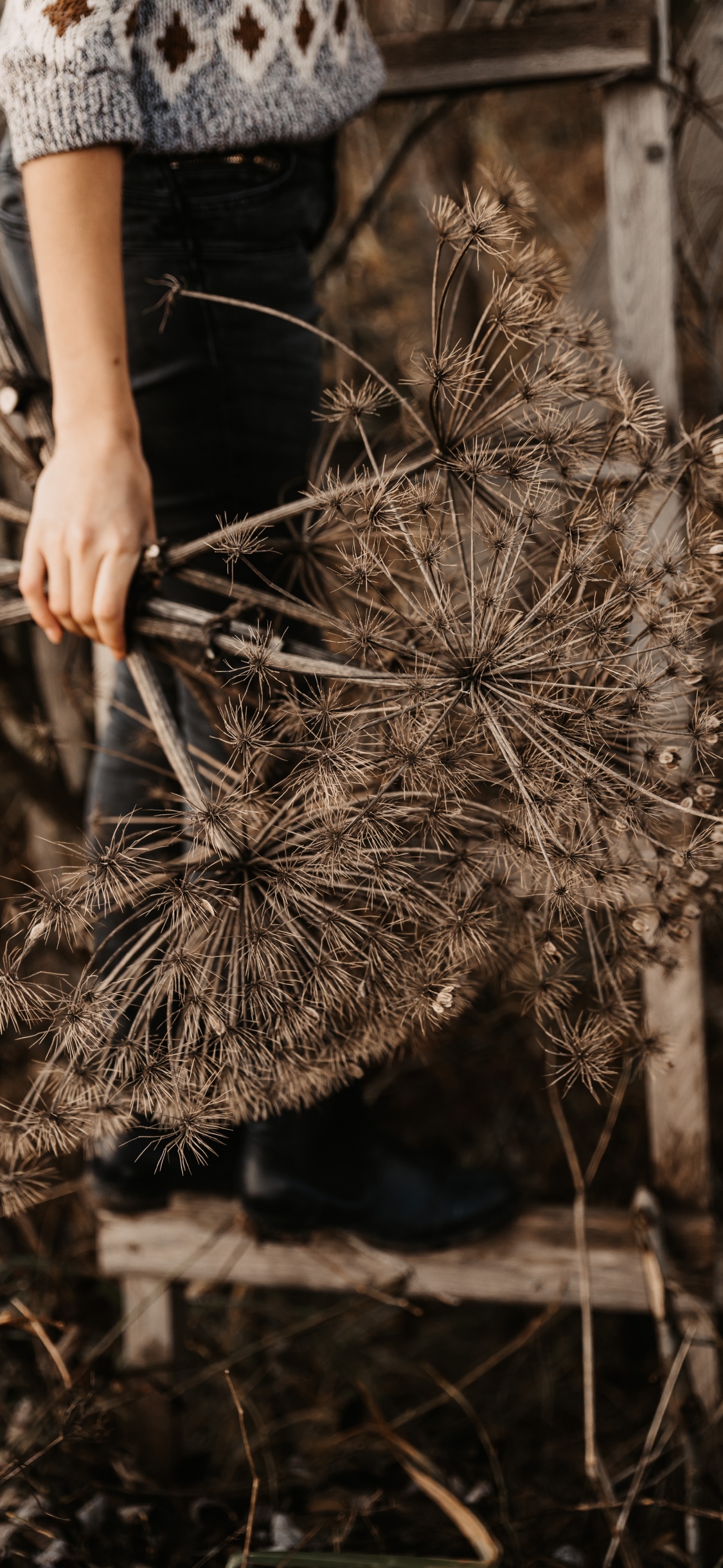 Person Holding Brown and White Plant. Wallpaper in 1125x2436 Resolution