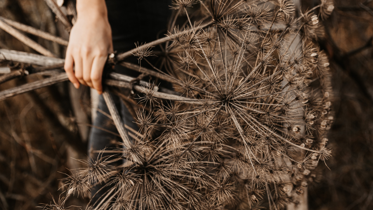 Person Holding Brown and White Plant. Wallpaper in 1280x720 Resolution