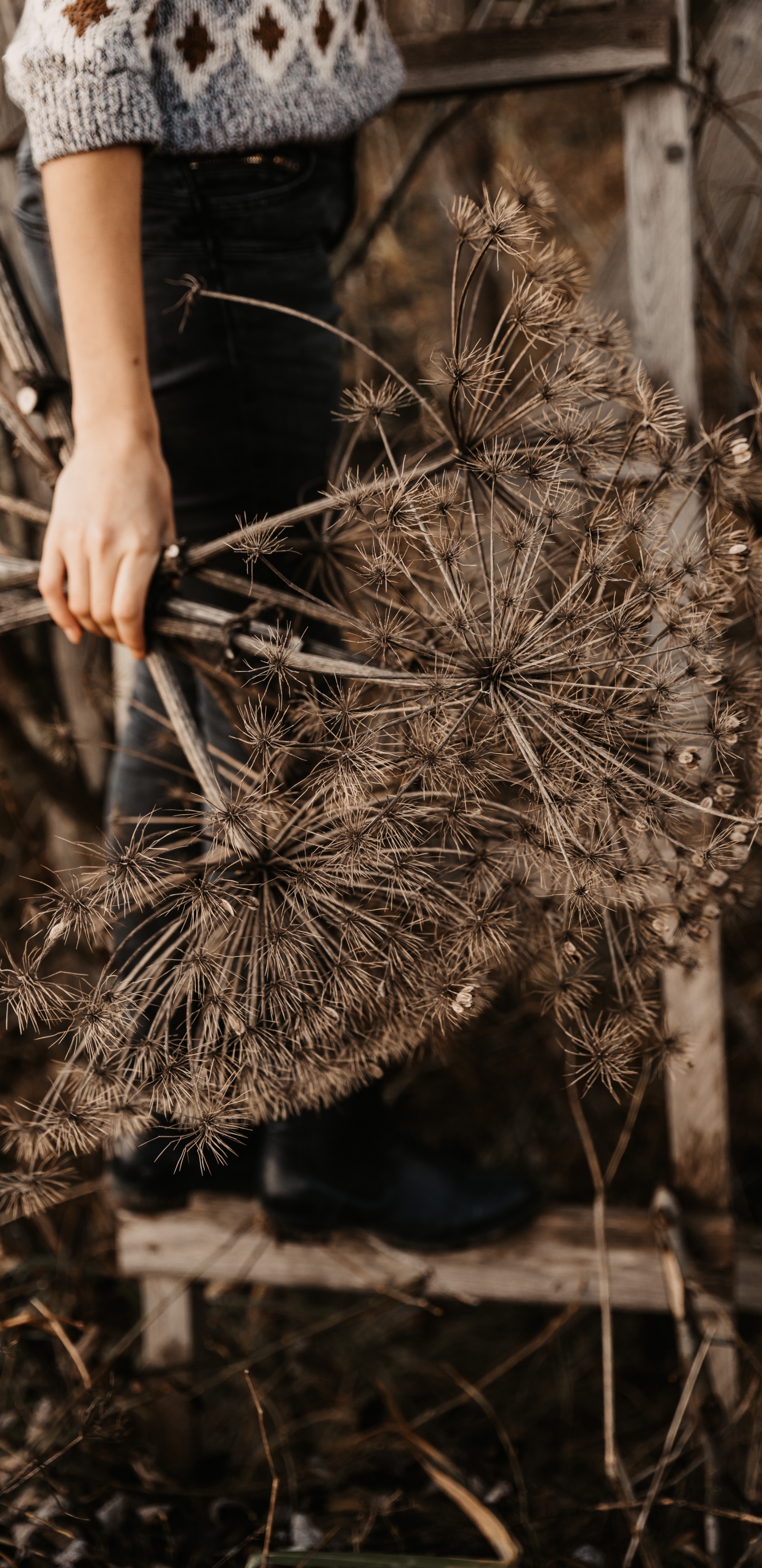 Person Holding Brown and White Plant. Wallpaper in 1440x2960 Resolution