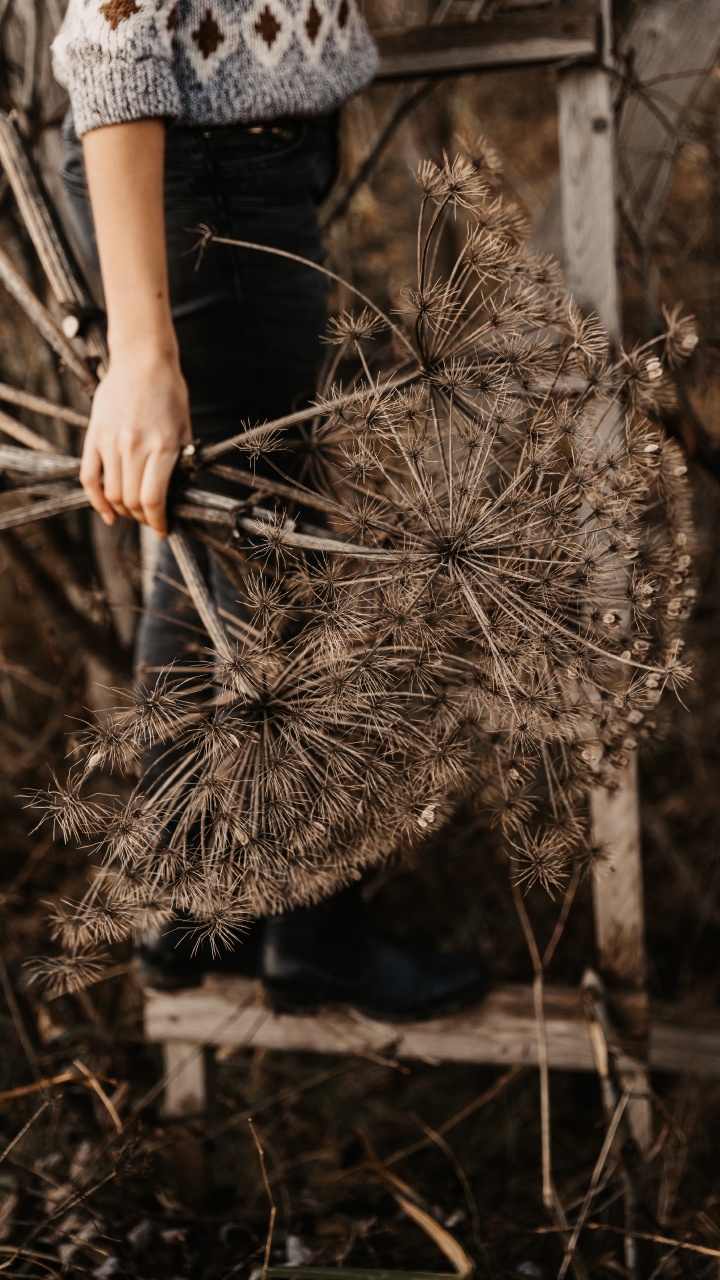 Person Holding Brown and White Plant. Wallpaper in 720x1280 Resolution