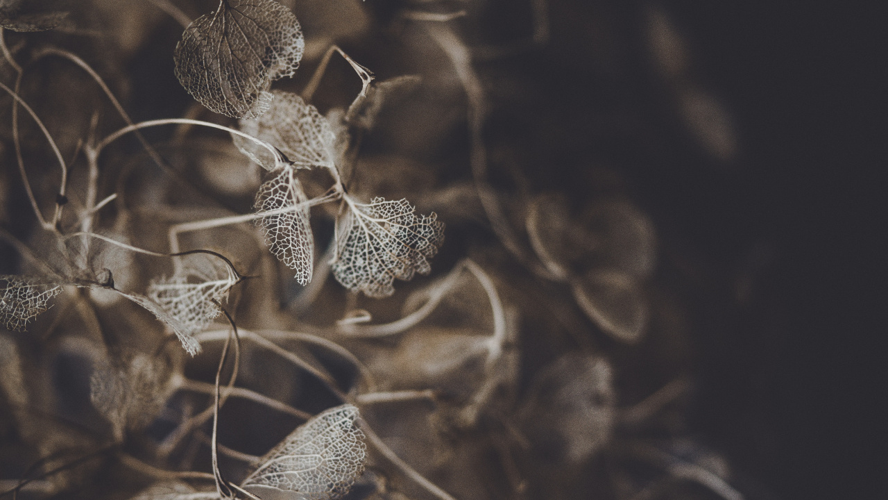 Download 1280x720 Wallpaper Flower, Leaf, Branch, Plant, Twig Flower, Leaf, Branch, Plant, Twig. Wallpaper in 1280x720 Resolution