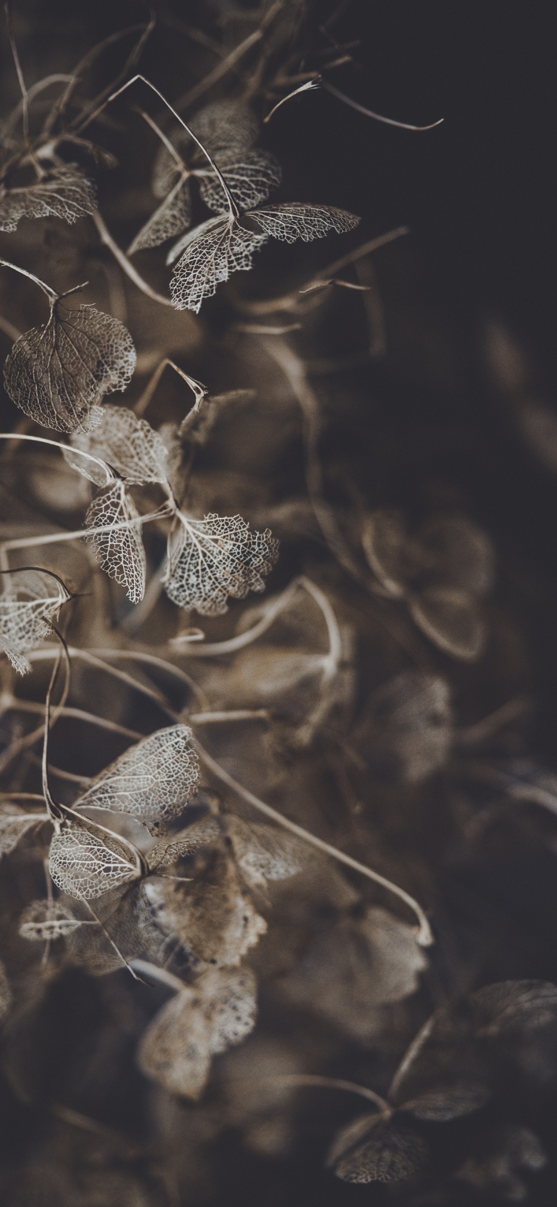 Feuille, Rameau, Encore de la Vie, Fermer, Qhd. Wallpaper in 1125x2436 Resolution