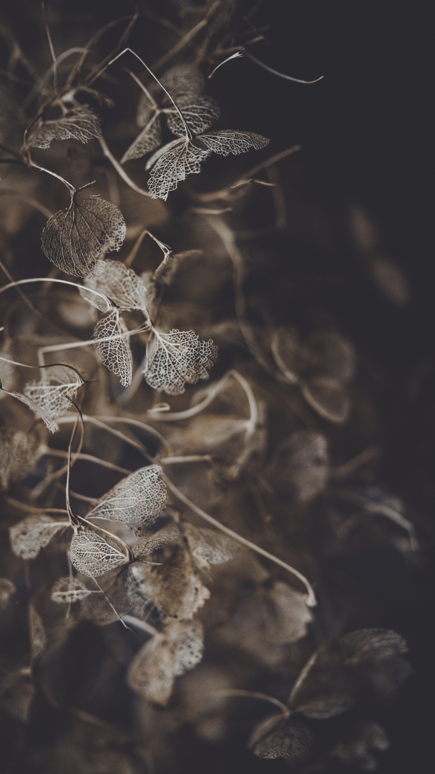 Feuille, Rameau, Encore de la Vie, Fermer, Qhd. Wallpaper in 1440x2560 Resolution