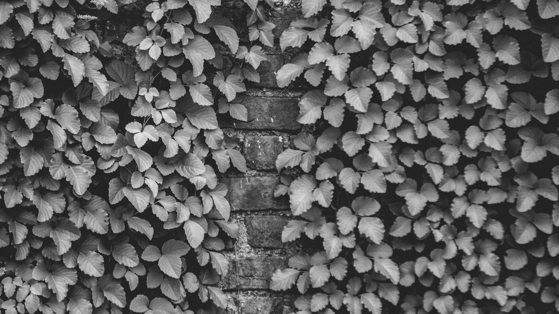 Schwarz Und Weiß, Design, Wand, Muster, Monochrom. Wallpaper in 1920x1080 Resolution