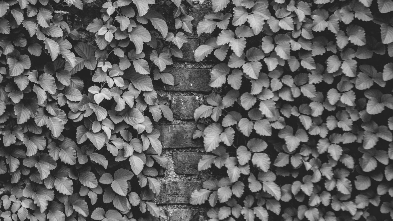 Black and White, Design, Wall, Pattern, Monochrome. Wallpaper in 1366x768 Resolution