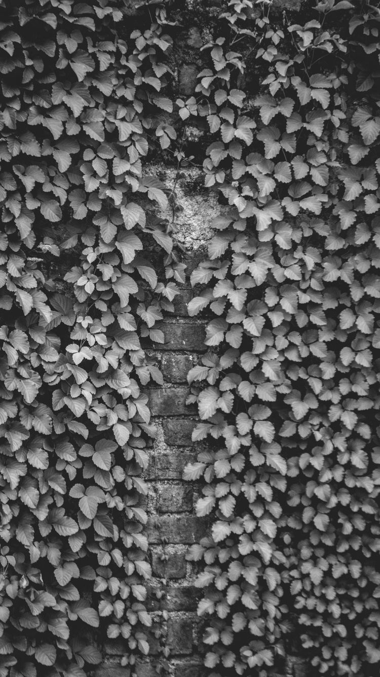 Black and White, Design, Wall, Pattern, Monochrome. Wallpaper in 750x1334 Resolution