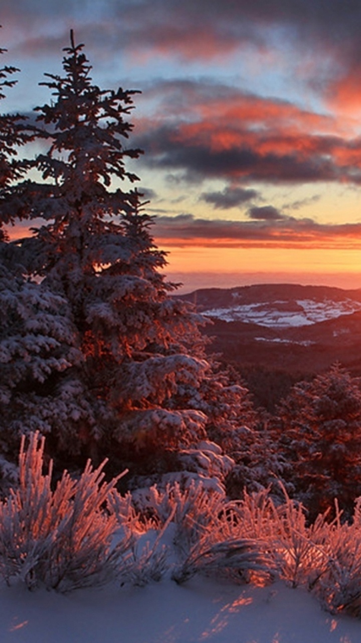 Arbres Verts Sur le Sol Couvert de Neige Pendant le Coucher du Soleil. Wallpaper in 720x1280 Resolution