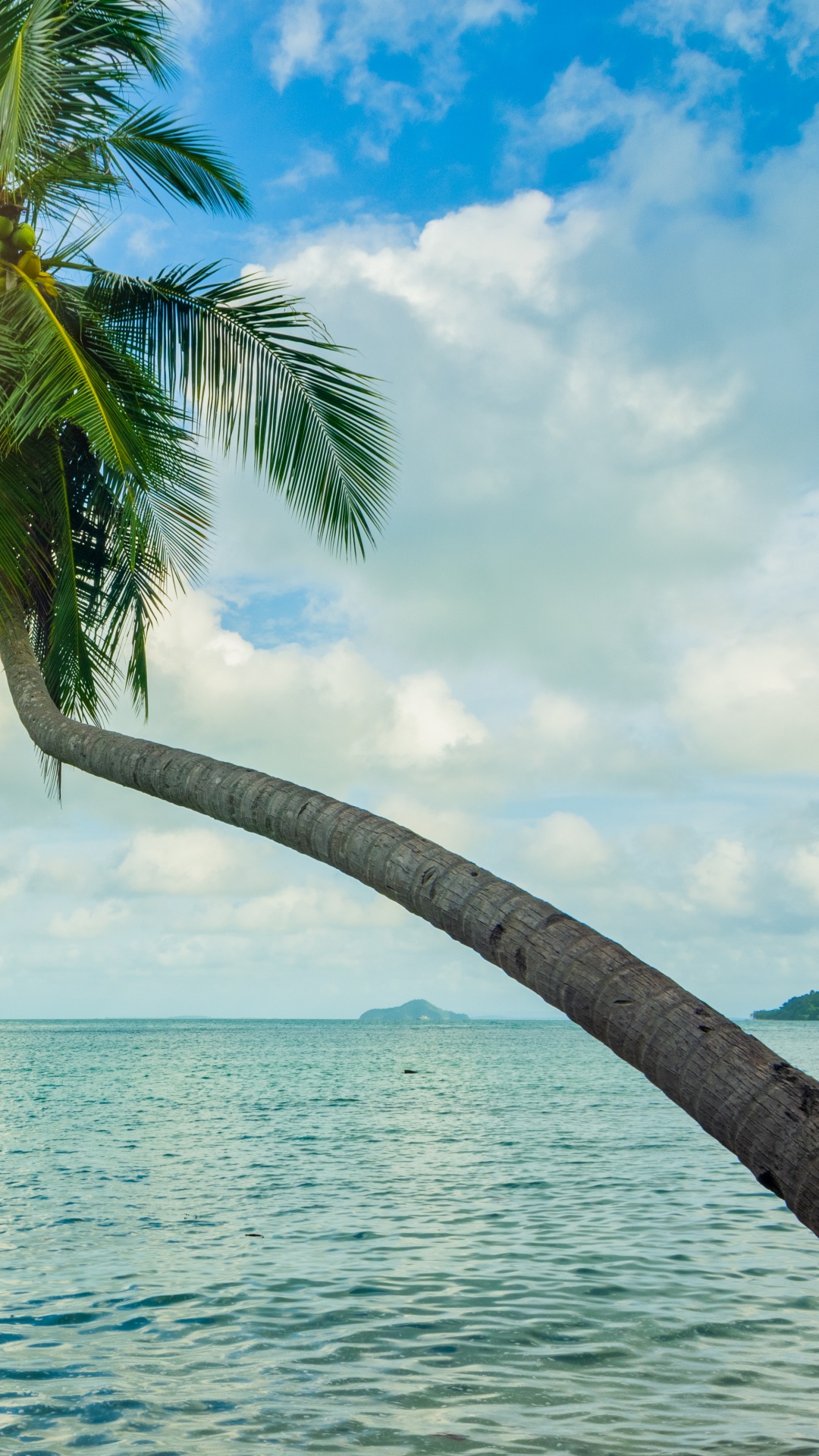 Coconut Tree Near Sea Under Blue Sky During Daytime. Wallpaper in 1080x1920 Resolution