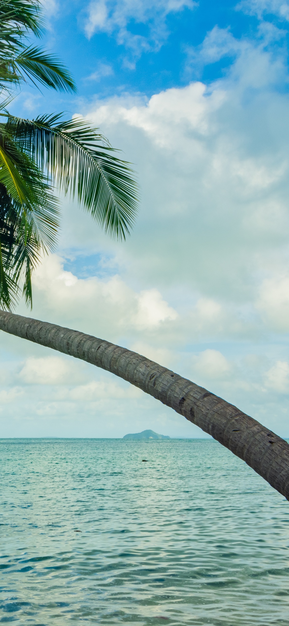 Coconut Tree Near Sea Under Blue Sky During Daytime. Wallpaper in 1125x2436 Resolution