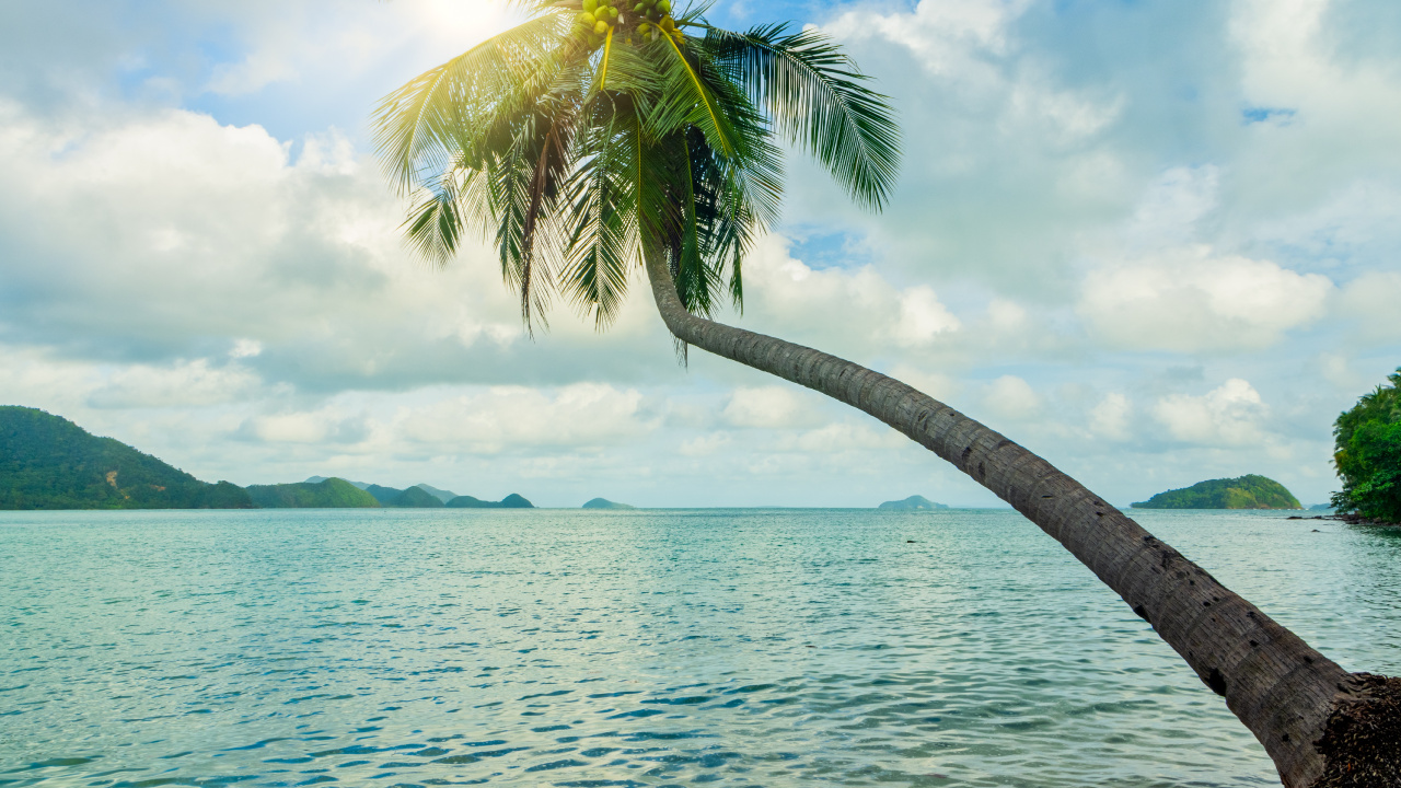 Coconut Tree Near Sea Under Blue Sky During Daytime. Wallpaper in 1280x720 Resolution