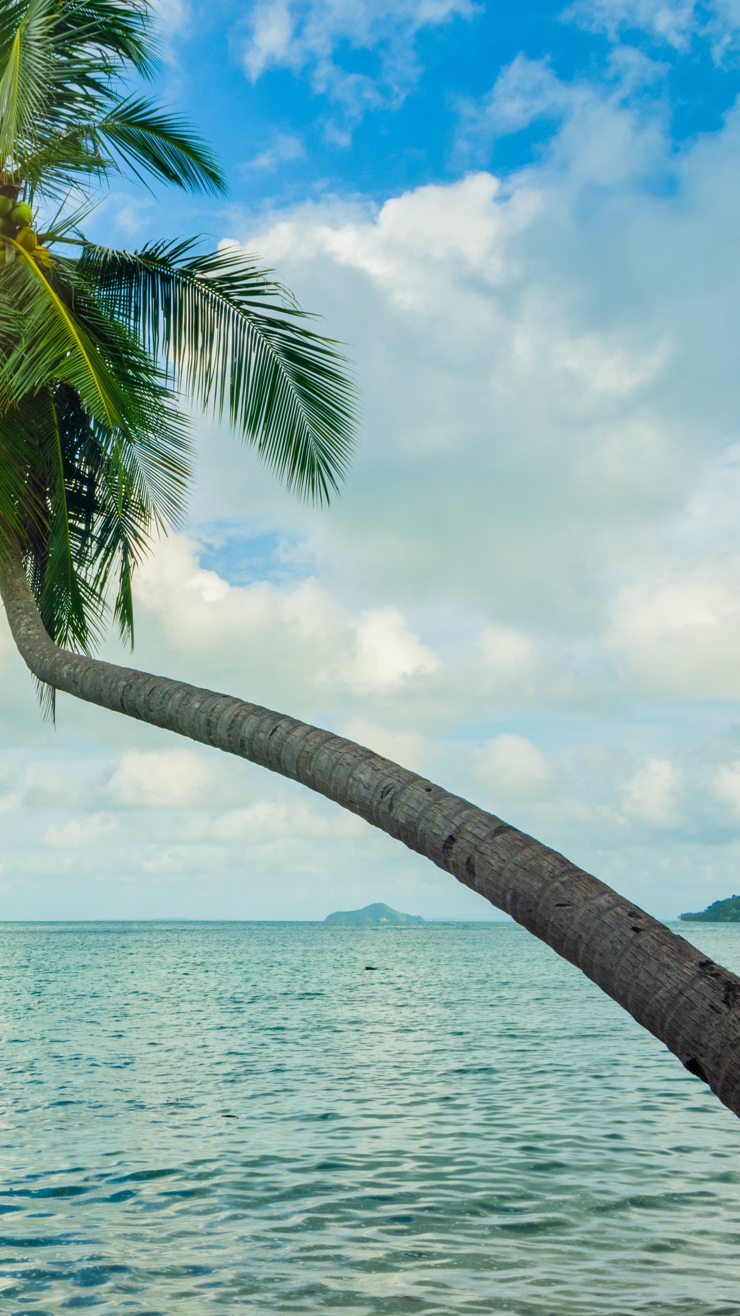 Coconut Tree Near Sea Under Blue Sky During Daytime. Wallpaper in 1440x2560 Resolution