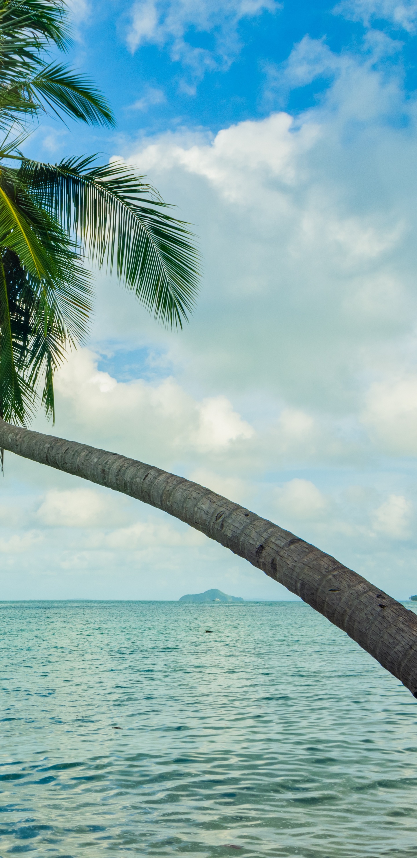 Coconut Tree Near Sea Under Blue Sky During Daytime. Wallpaper in 1440x2960 Resolution