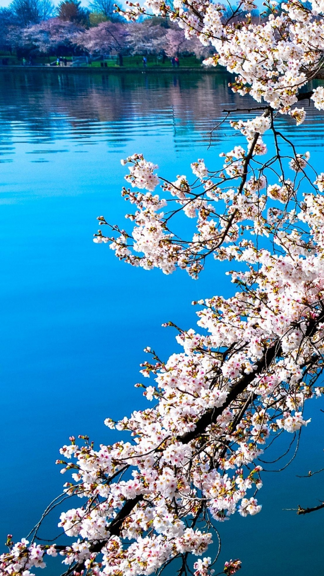 Cherry Blossom Tree Near Body of Water. Wallpaper in 1080x1920 Resolution