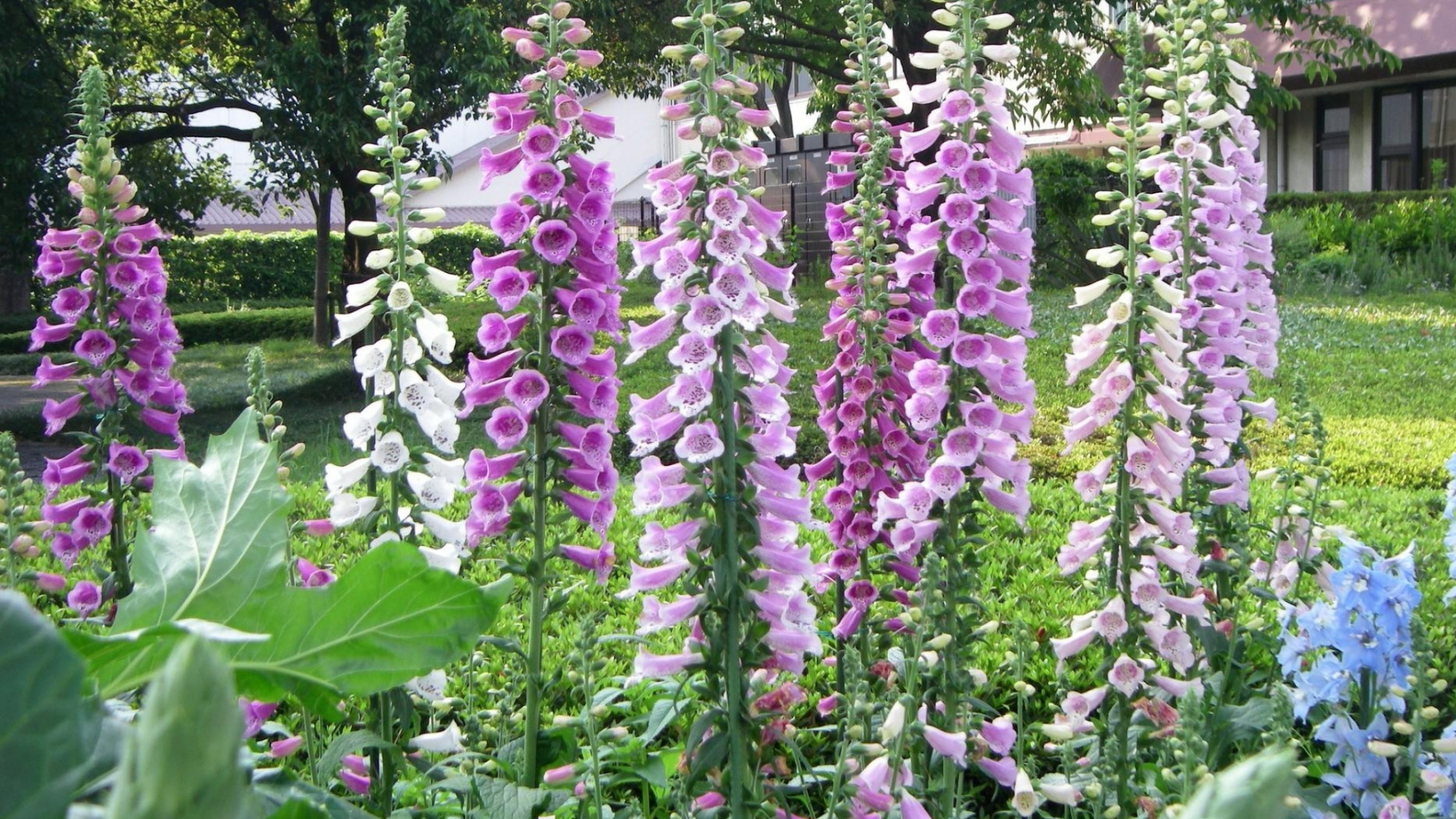 Purple Flowers With Green Leaves. Wallpaper in 1920x1080 Resolution