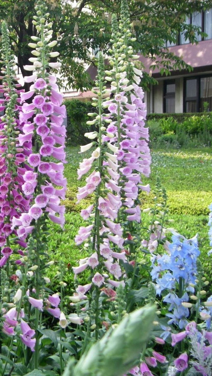 Purple Flowers With Green Leaves. Wallpaper in 720x1280 Resolution