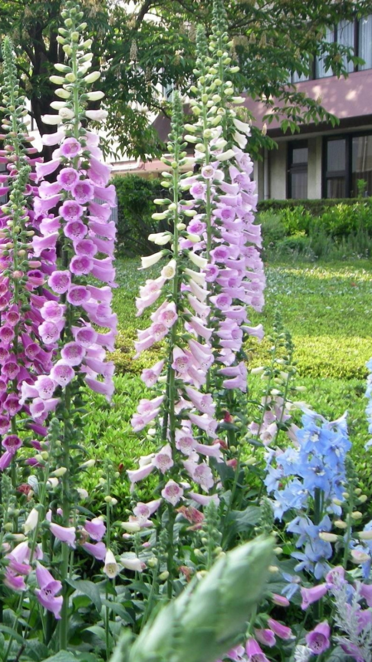 Purple Flowers With Green Leaves. Wallpaper in 750x1334 Resolution