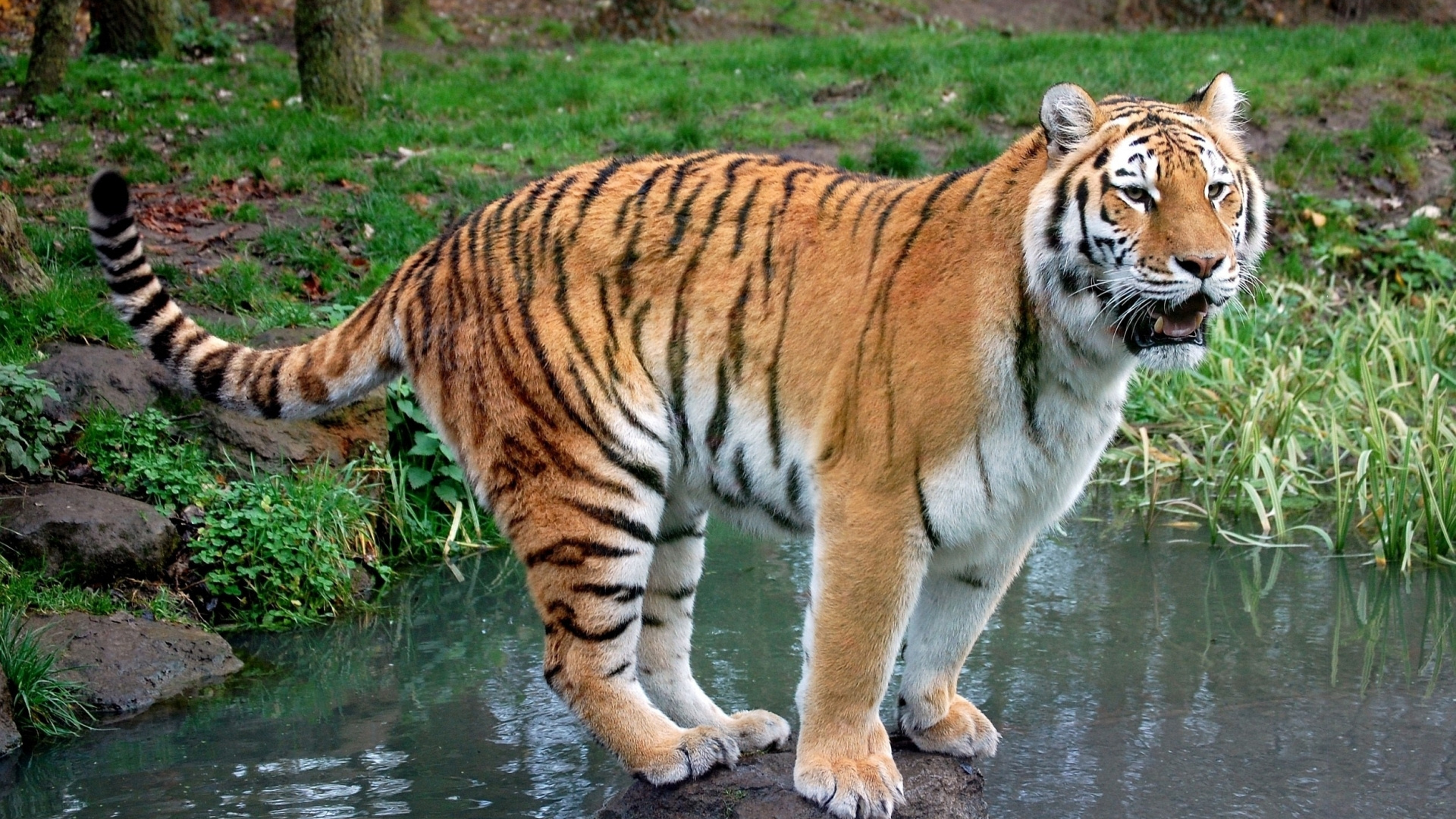 Tiger Walking on Water During Daytime. Wallpaper in 1920x1080 Resolution