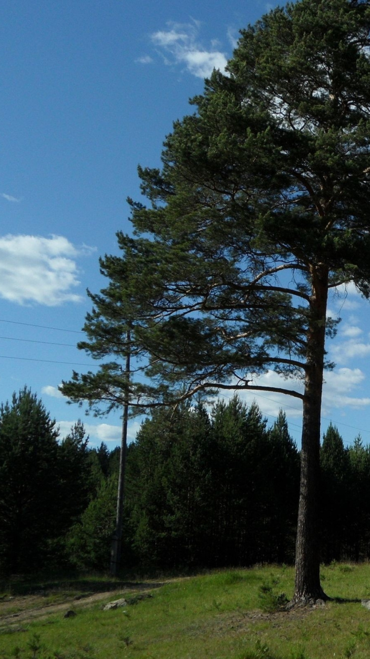 Arbres Verts Sur Terrain D'herbe Verte Sous Ciel Bleu Pendant la Journée. Wallpaper in 750x1334 Resolution