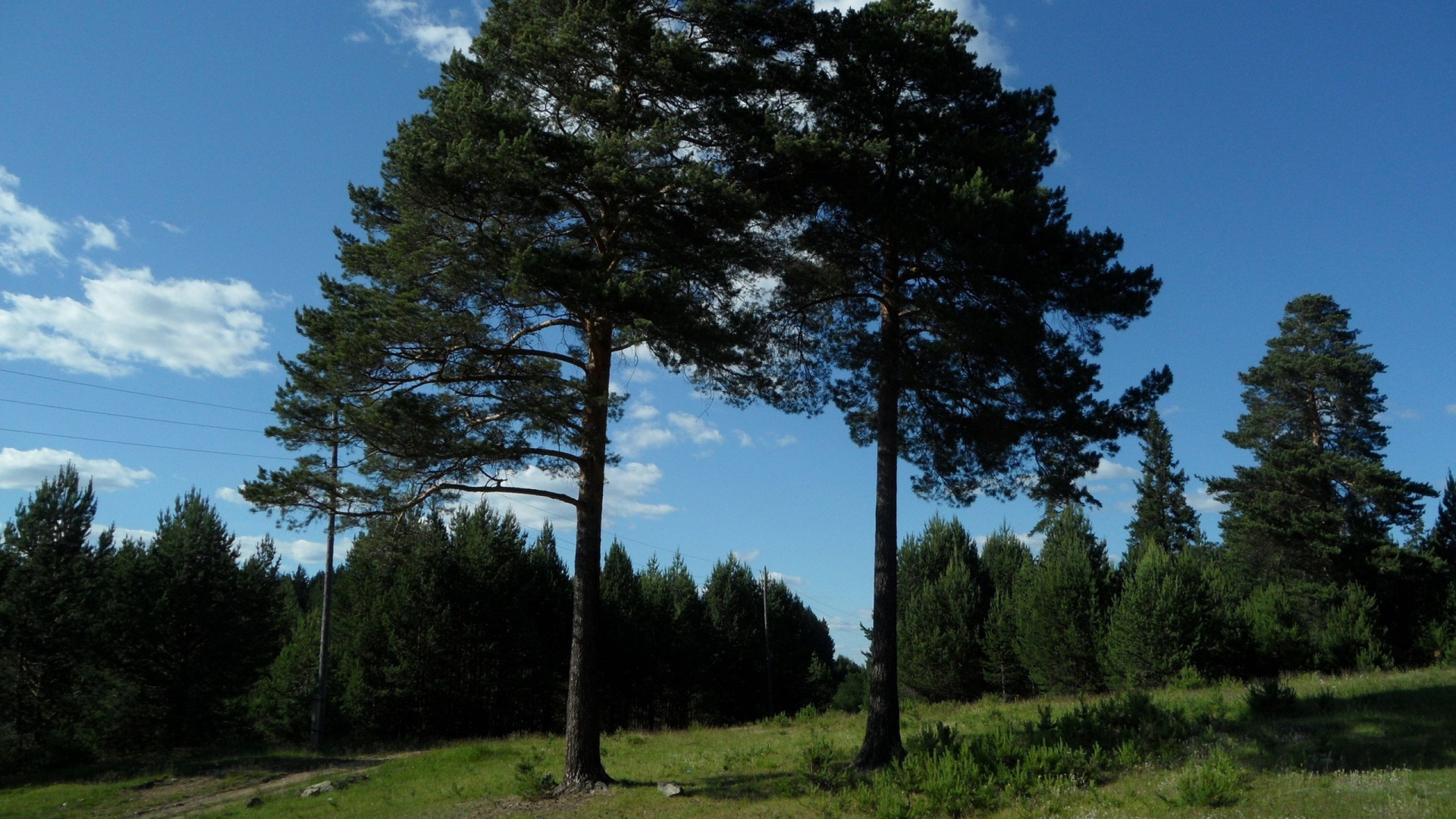 Green Trees on Green Grass Field Under Blue Sky During Daytime. Wallpaper in 1920x1080 Resolution