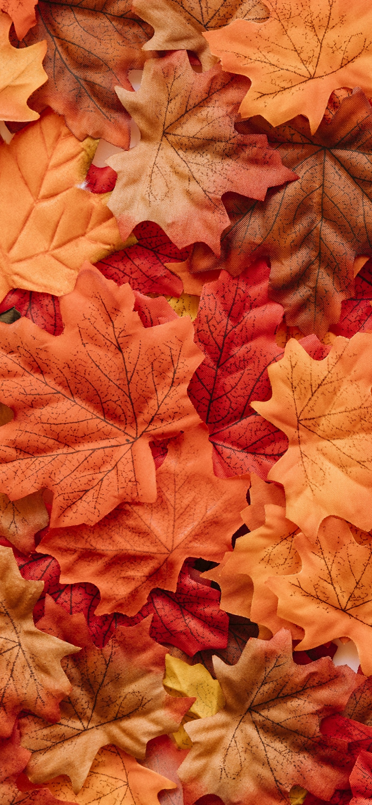 Brown Maple Leaves on Ground. Wallpaper in 1242x2688 Resolution