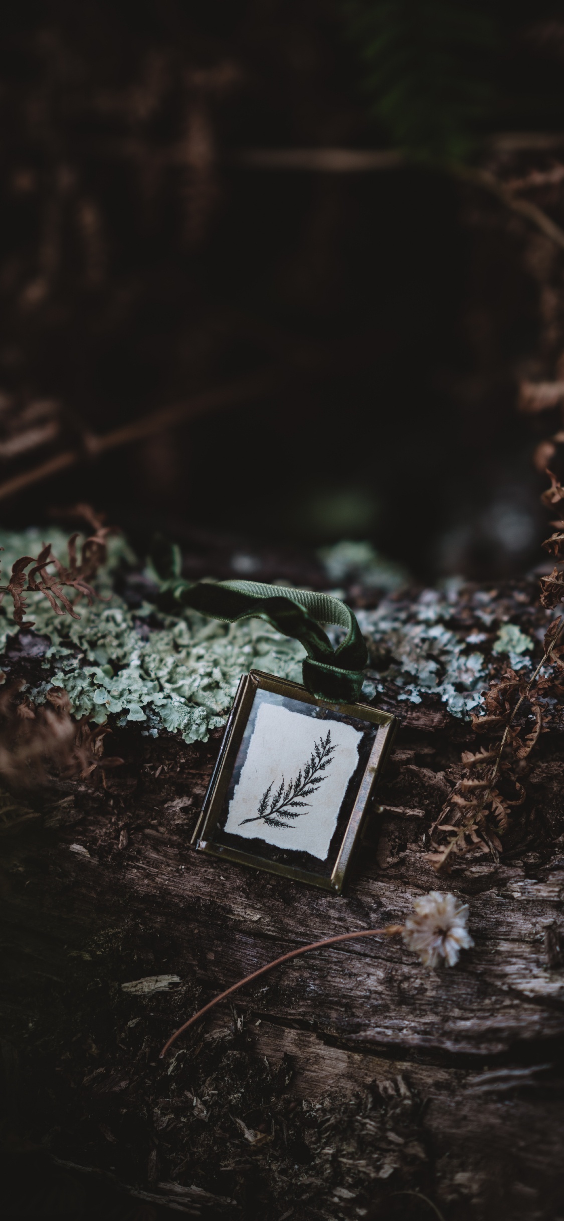 的土壤, 野花, 艺术博物馆, 仍然生活, 草 壁纸 1125x2436 允许