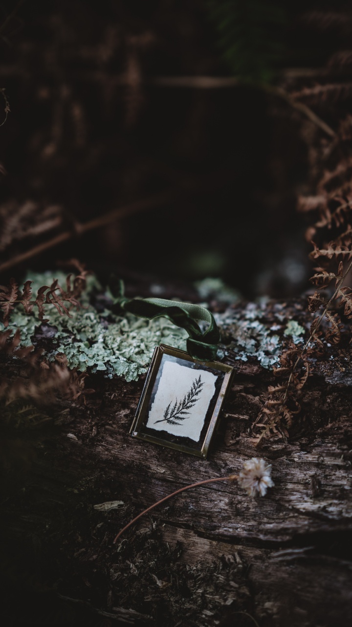 的土壤, 野花, 艺术博物馆, 仍然生活, 草 壁纸 720x1280 允许