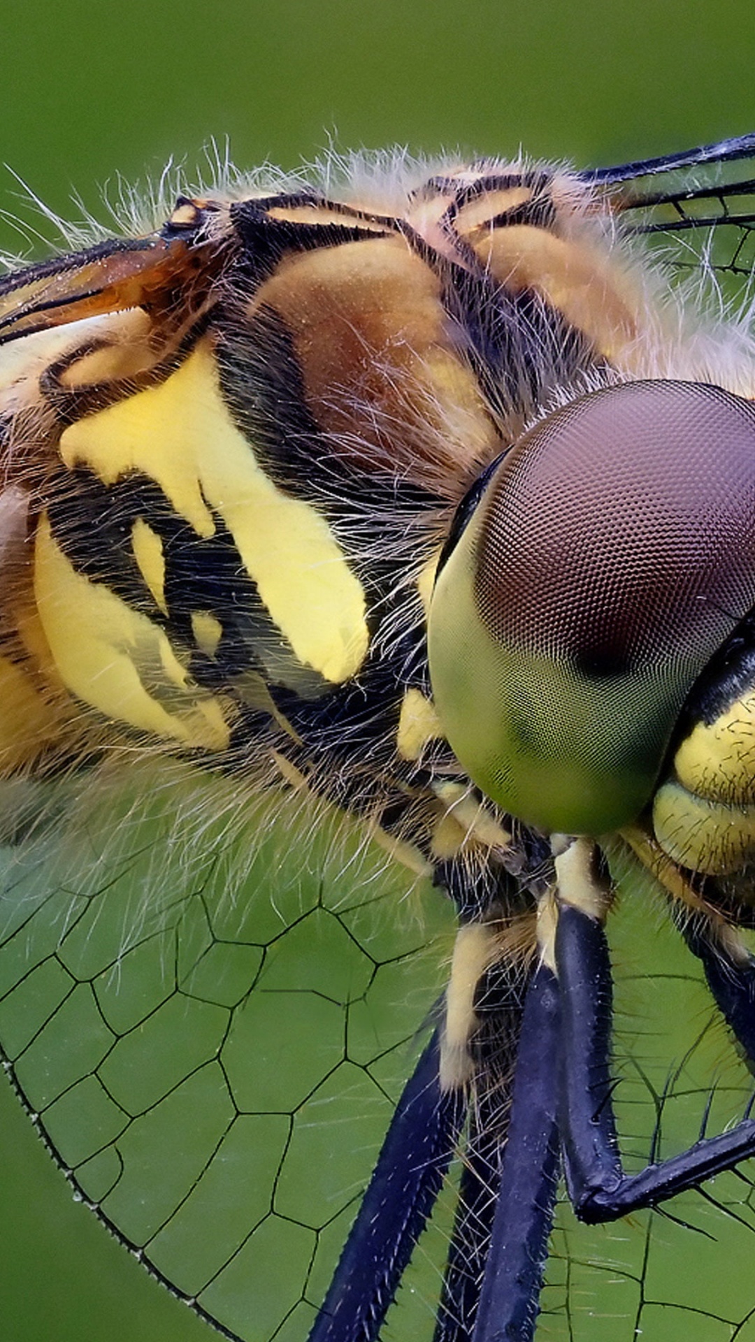 Insecte, Pollinisateurs, Les Arthropodes, Les Libellules et Les Damseflies, Libellule. Wallpaper in 1080x1920 Resolution