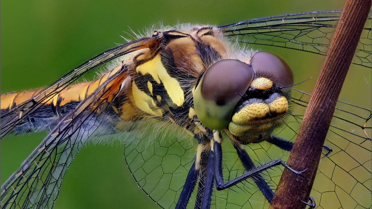 Insecte, Pollinisateurs, Les Arthropodes, Les Libellules et Les Damseflies, Libellule. Wallpaper in 1280x720 Resolution