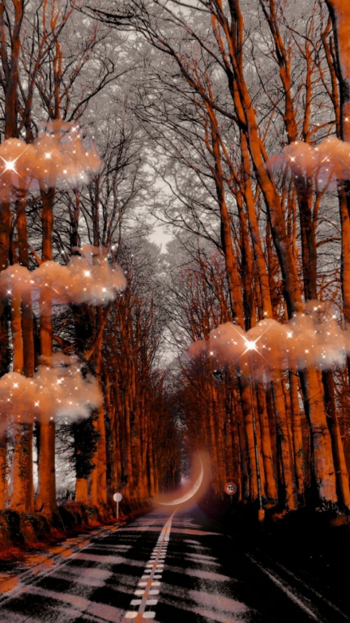 Invierno, Madera, la Luz de Calle, Sucursal, Ramita. Wallpaper in 720x1280 Resolution