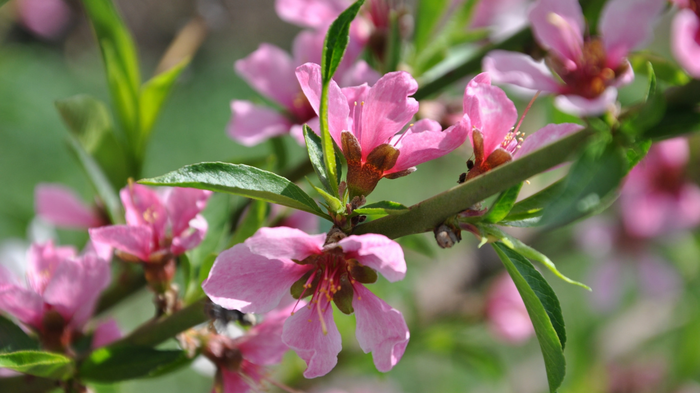 Pink Flower in Tilt Shift Lens. Wallpaper in 1366x768 Resolution