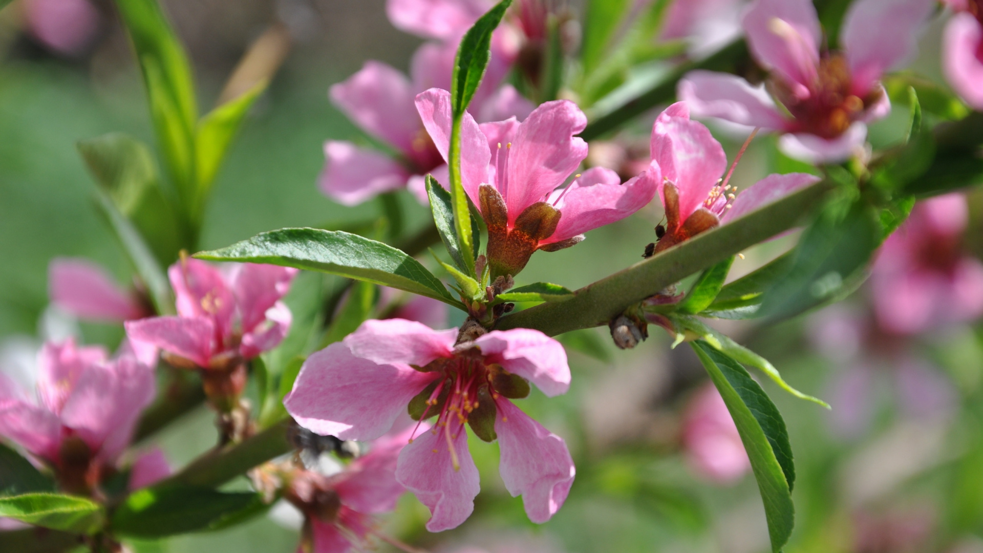 Pink Flower in Tilt Shift Lens. Wallpaper in 1920x1080 Resolution