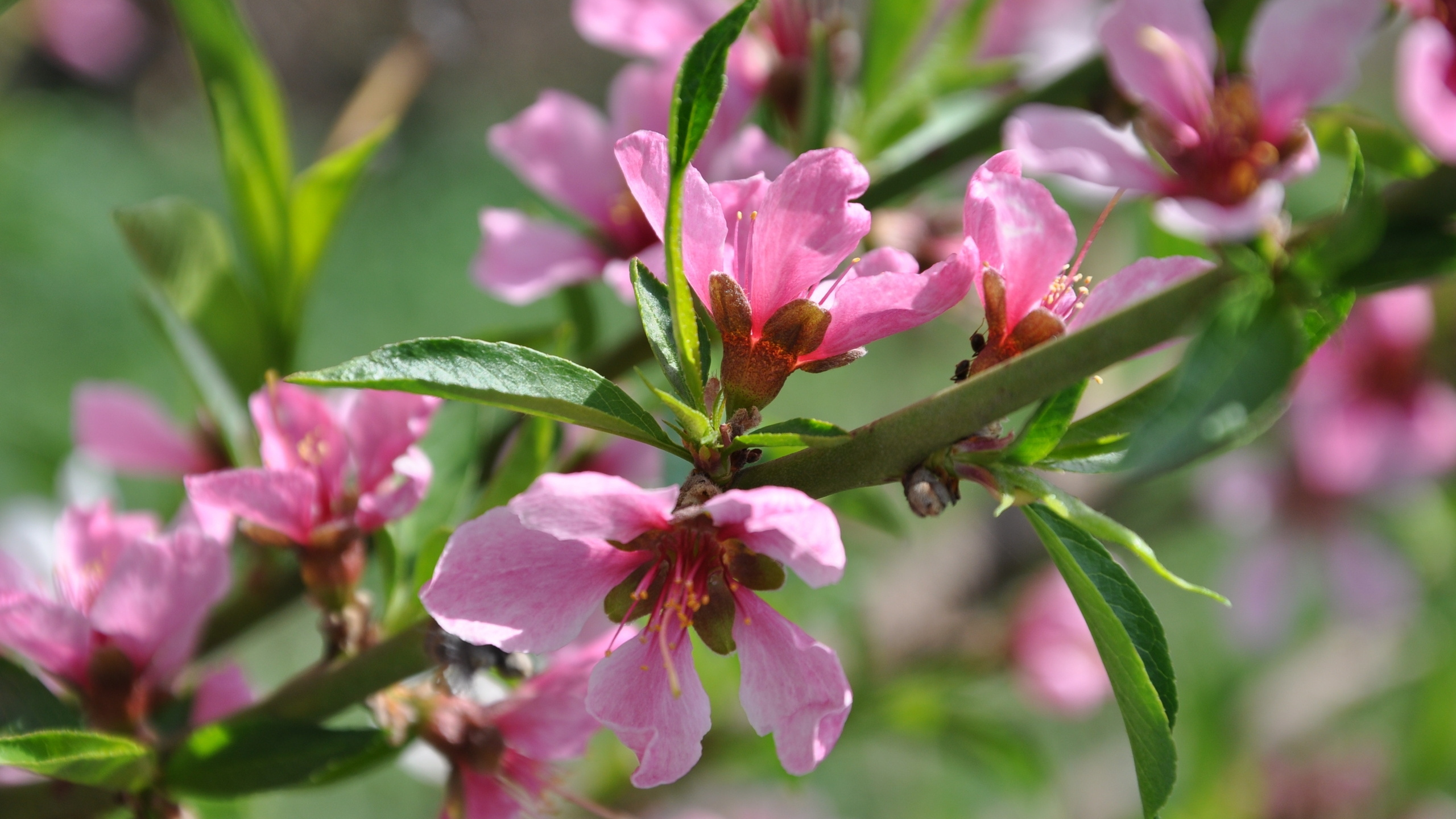 Pink Flower in Tilt Shift Lens. Wallpaper in 2560x1440 Resolution