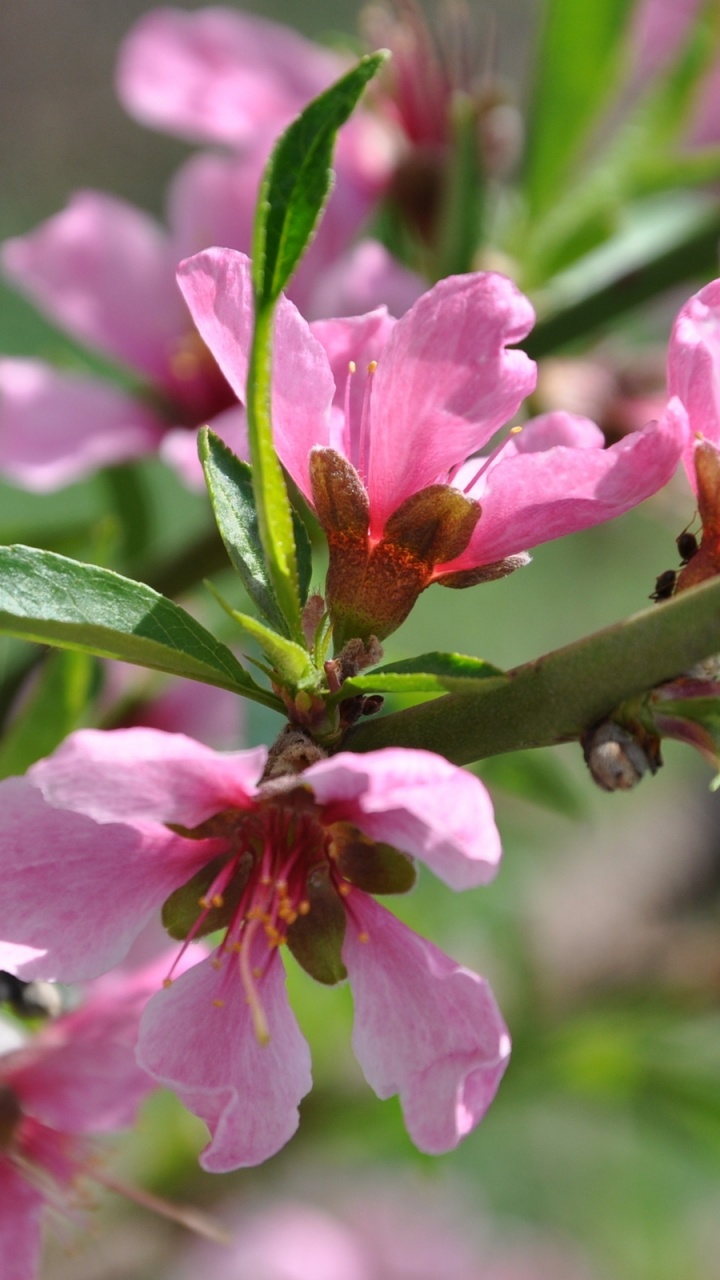 Pink Flower in Tilt Shift Lens. Wallpaper in 720x1280 Resolution