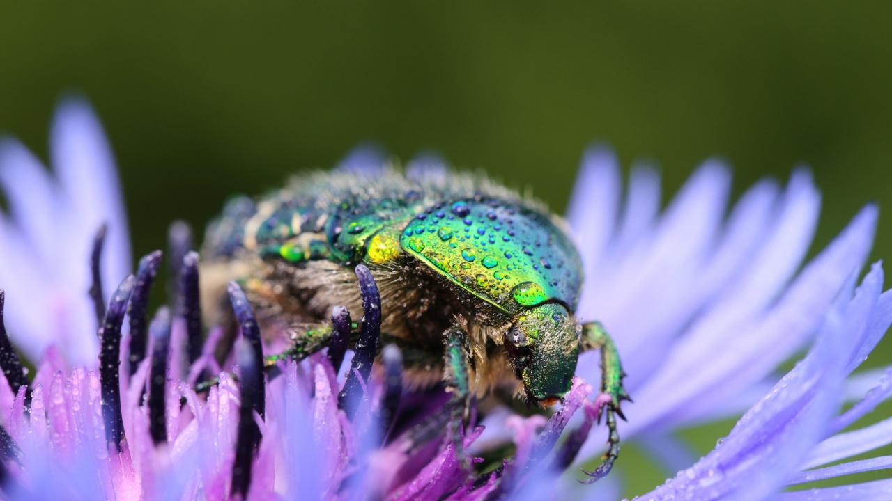 Insecte, Les Arthropodes, Purple, Pollinisateurs, Ravageur. Wallpaper in 1280x720 Resolution