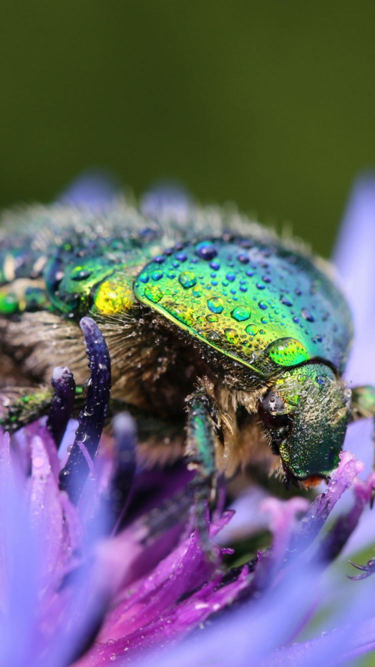 Insecto, Artrópodos, Morado, Polinizador, Plaga. Wallpaper in 750x1334 Resolution