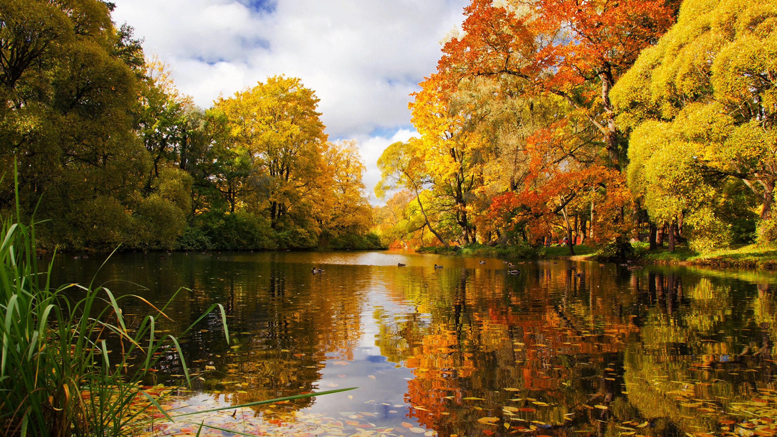 Green and Yellow Trees Beside River Under White Clouds and Blue Sky During Daytime. Wallpaper in 2560x1440 Resolution