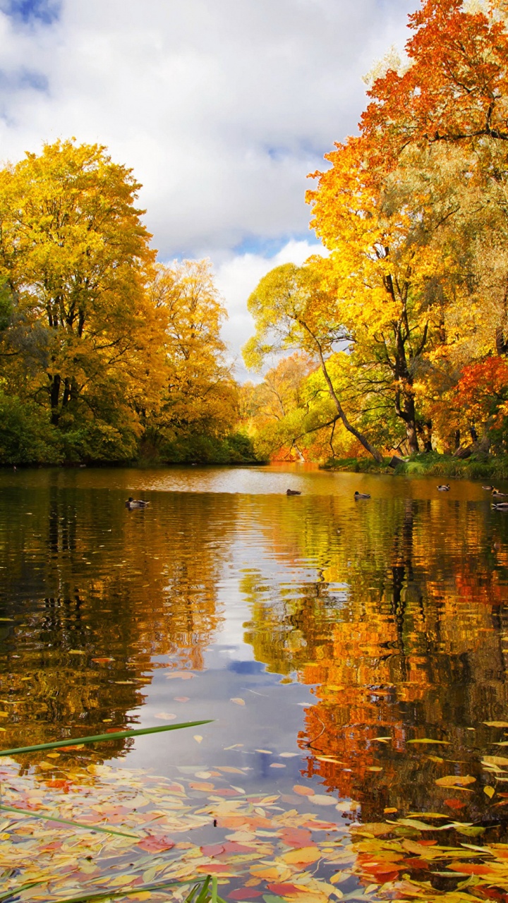Green and Yellow Trees Beside River Under White Clouds and Blue Sky During Daytime. Wallpaper in 720x1280 Resolution